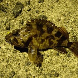 ガシラをあえて狙ってみた